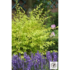 Troène 'sunshine' taille du pot - en pot de 3 litres