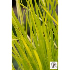 Lomandra 'miner's gold' taille du pot -