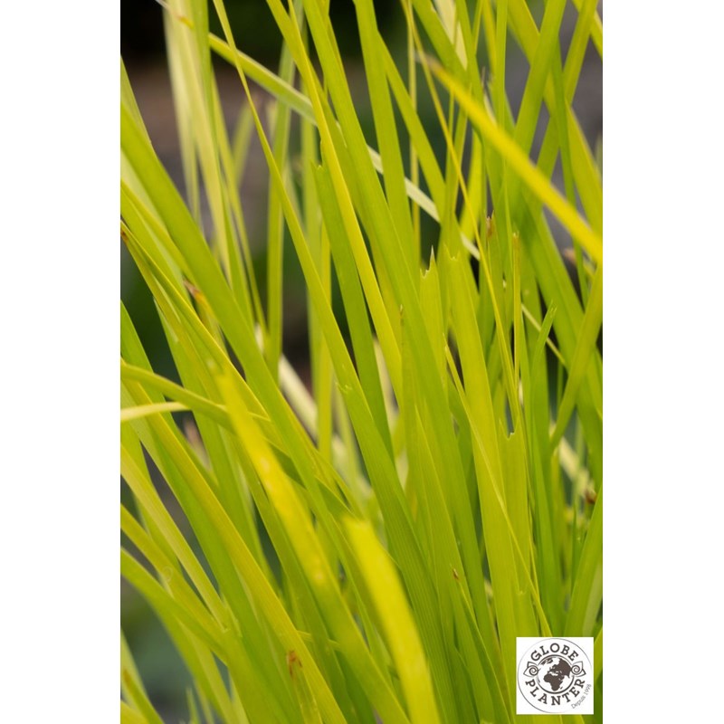 Roué Pépinières - Lomandra 'miner's gold' taille du pot - en pot de 3 litres