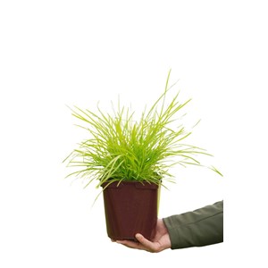 Lomandra 'miner's gold' taille du pot -
