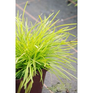Lomandra 'miner's gold' taille du pot -