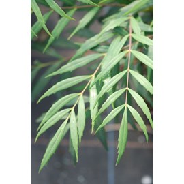 Mahonia 'volcano' taille du pot - en pot