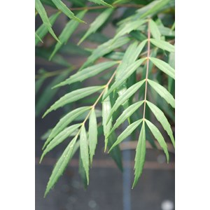 Mahonia 'volcano' taille du pot - en pot de 3 litres