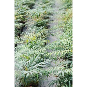 Mahonia 'volcano' taille du pot - en pot
