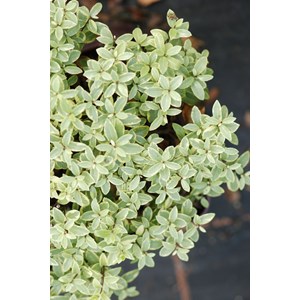 Pittospore glo ball' taille du pot - en pot de 3 litres