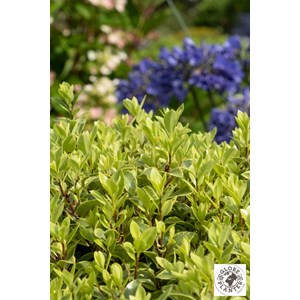 Pittospore glo ball' taille du pot - en