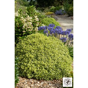 Pittospore glo ball' taille du pot - en