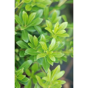 Pittospore 'green mound' taille du pot -
