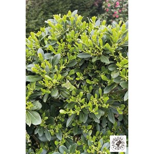 Pittospore 'green mound' taille du pot -