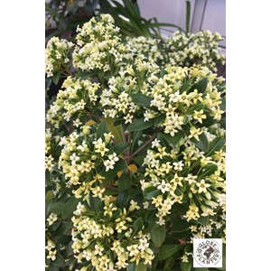 Pittospore 'green mound' taille du pot -