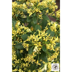 Pittospore 'green mound' taille du pot -