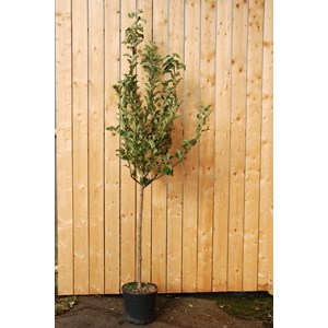 Pommier fuji' en 1&nbsp;2 tige taille du pot - en pot de 15 litres