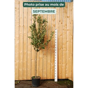 Pommier fuji' en 1&nbsp;2 tige taille du pot