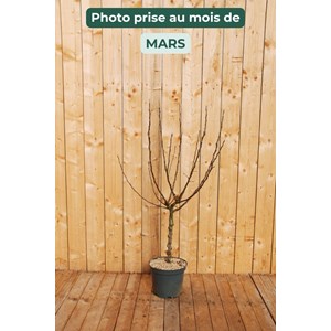 Pommier fuji' taille du pot - en pot de 15 litres