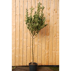 Pommier golden delicious' taille du pot - en pot de 15 litres