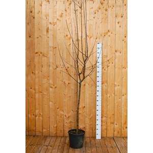 Pommier golden delicious' taille du pot - en pot de 15 litres