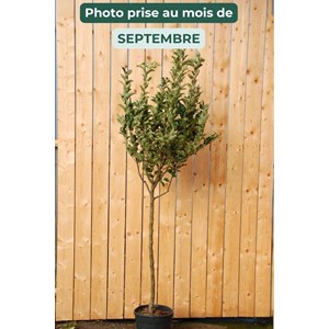 Pommier golden delicious' taille du pot - en pot de 15 litres