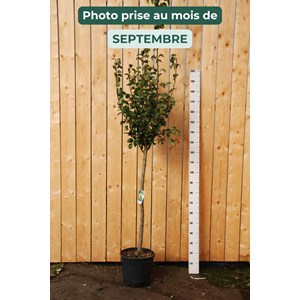 Poirier beurre hardy' taille du pot - e