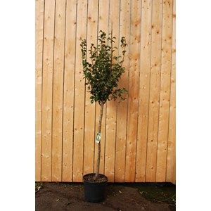 Poirier beurre hardy' taille du pot - e