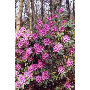 Rhododendron 'cosmopolitain' taille du p