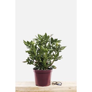 Rhododendron 'cosmopolitain' taille du p
