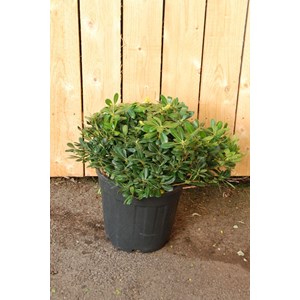 Pittospore 'nana' (grande plante) taille du pot - en pot de 15 litres