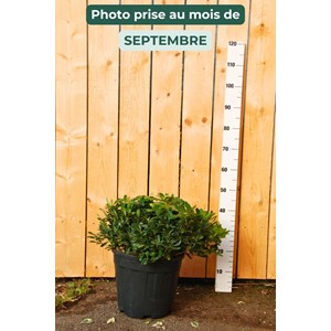 Pittospore 'nana' (grande plante) taille