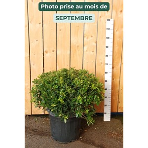 Pittospore 'nana' (grande plante) taille