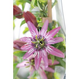 Passiflore 'amethyst' taille du pot - en