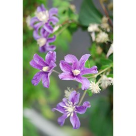 Clématite arabella' taille du pot - en