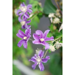 Clématite arabella' taille du pot - en