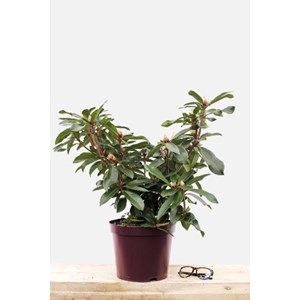 Rhododendron 'halfdan lem' taille du pot