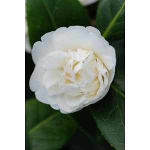 Camélia 'man size' taille du pot - en pot de 4 litres (hauteur 30&nbsp;40 cm)