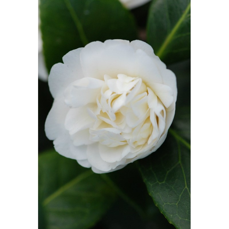 Camélia 'man size' taille du pot - en pot de 4 litres (hauteur 30&nbsp;40 cm)