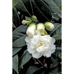 Camélia 'man size' taille du pot - en p