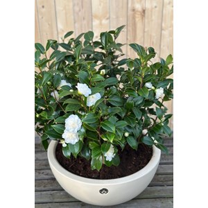 Camélia 'man size' taille du pot - en p