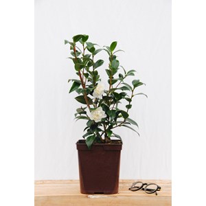 Camélia 'man size' taille du pot - en p