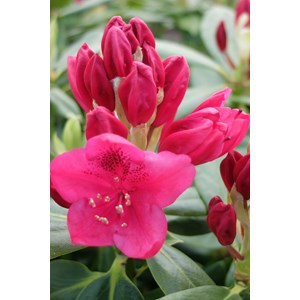 Rhododendron 'nova zembla' taille du pot