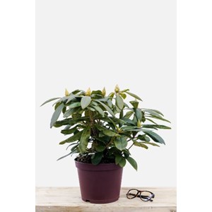 Rhododendron 'nova zembla' taille du pot
