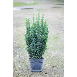 Euonymus japonicus 'jean hugues' taille