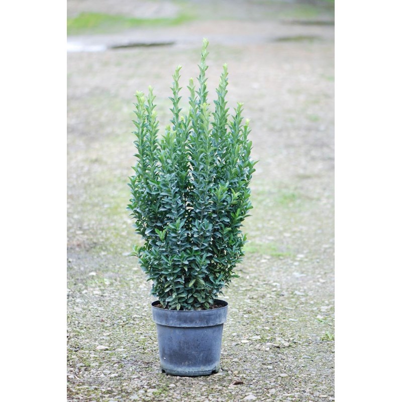 Roué Pépinières - Euonymus japonicus 'jean hugues' taille du pot - en pot de 7.5 litres