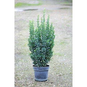 Euonymus japonicus 'jean hugues' taille