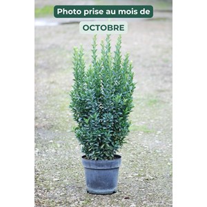 Euonymus japonicus 'jean hugues' taille