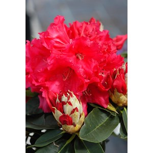 Rhododendron 'markeeta's prize' taille d