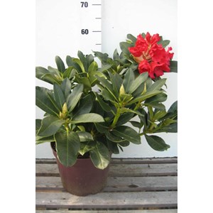 Rhododendron 'markeeta's prize' taille d