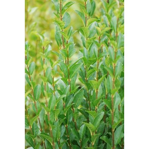 Troène de californie taille du pot - en