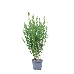 Troène de californie taille du pot - en