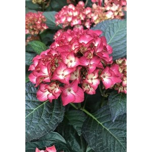 Hortensia macrophylla red angel' taille du pot - en pot de 2 litres