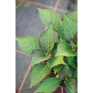 Hortensia macrophylla red angel' taille