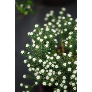 Bruyère du cap taille du pot - en pot de 3 litres